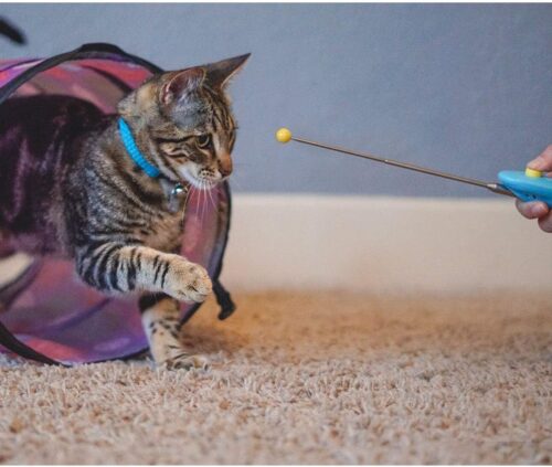 CAT SCHOOL Clicker Training Kit - 1 Cat Training Clicker, 1 Target Stick, 1 Step-by-Step Instruction Booklet - Clicker Tools for Cat Training, Fist Bump Training, Positive Behavior - Image 8