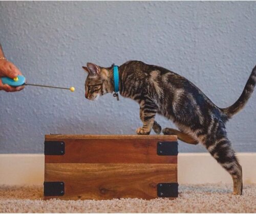 CAT SCHOOL Clicker Training Kit - 1 Cat Training Clicker, 1 Target Stick, 1 Step-by-Step Instruction Booklet - Clicker Tools for Cat Training, Fist Bump Training, Positive Behavior - Image 7